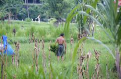 bali rice fields