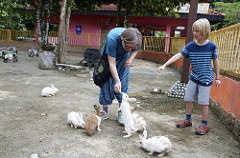 feeding the rabbits