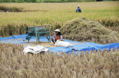 rice field work