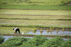 rice field