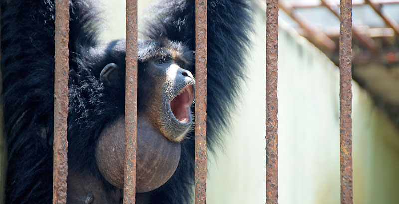 Brüllaffen, Zoo, Yogyakarta, Indonesia